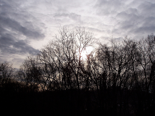 01.25.08 sunsetwtrees