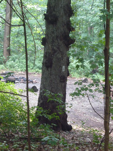 tree with square
