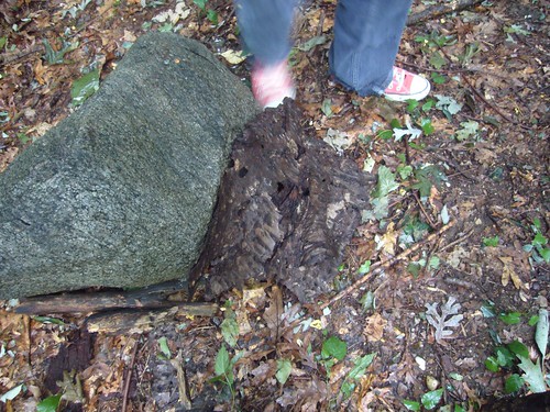 bark marks the spot