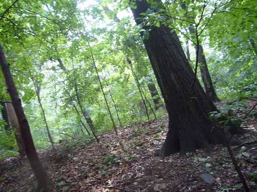the woods