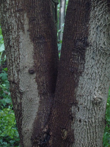 tree like a <span class=