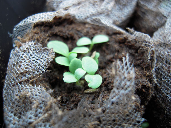 Seedling for lettuce started as part of my personal Sustainable Kitchen Project